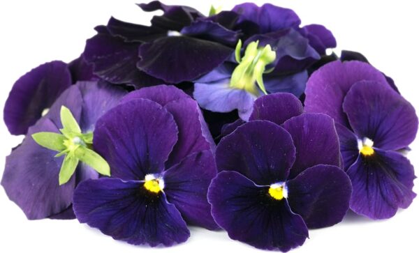 Flores Pensamientos (Domo de 35 pz)