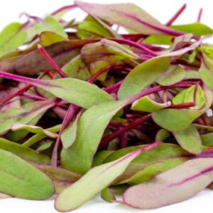 Germinado de Betabel (Domo de 2 Oz)