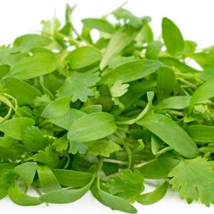 Germinado de Cilantro (Domo de 2 oz)