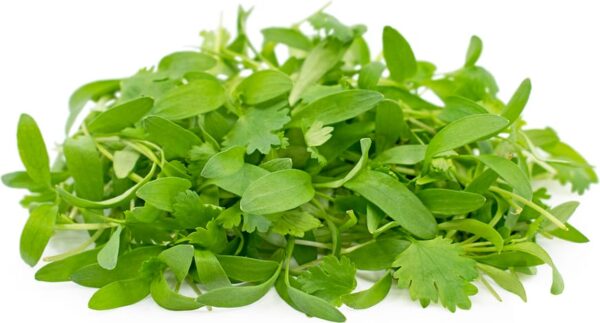 Germinado de Cilantro (Domo de 2 oz)