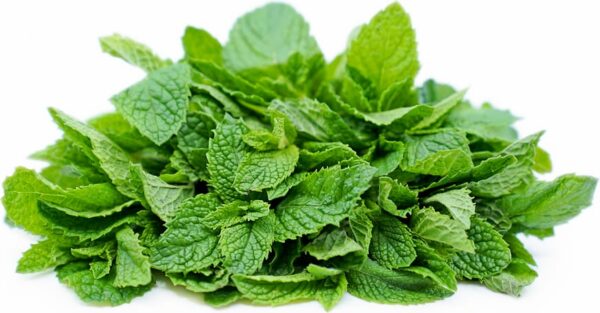 Menta (Libra)