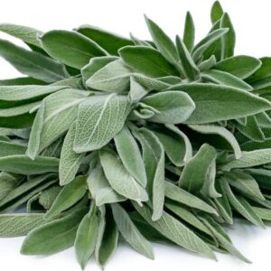 Salvia (Libra)