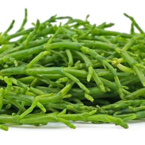 Salicornia (Libra)