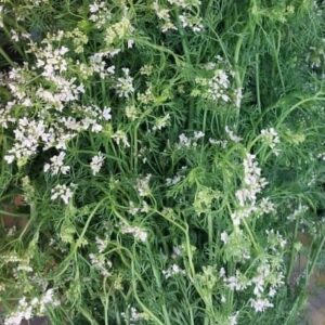 Cilantro Criollo (Mazo)