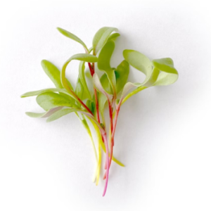 Microgreens: Acelga de colores (Domo 30 g)