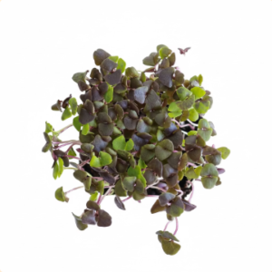 Microgreens: Albahaca Morada (Domo 30 g)