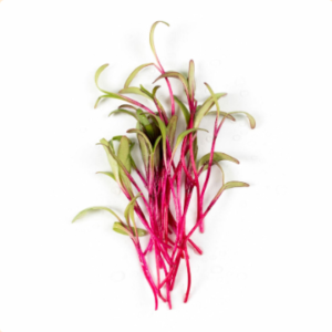 Microgreens: Betabel (Domo 30 g)