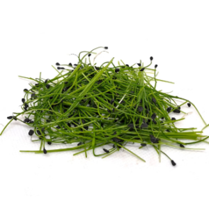 Microgreens: Cebollin (Domo 30 g)