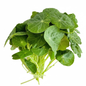 Microgreens: Mastuerzo (Domo 30 g)