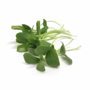 Microgreens: Melón (Domo 30 g)