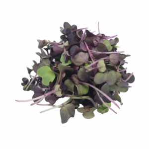 Microgreens: Rábano Morado (Domo 30 g)
