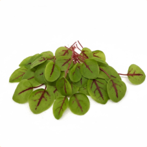 Microgreens: Sorrel/Acedera Roja (Domo 30 g)